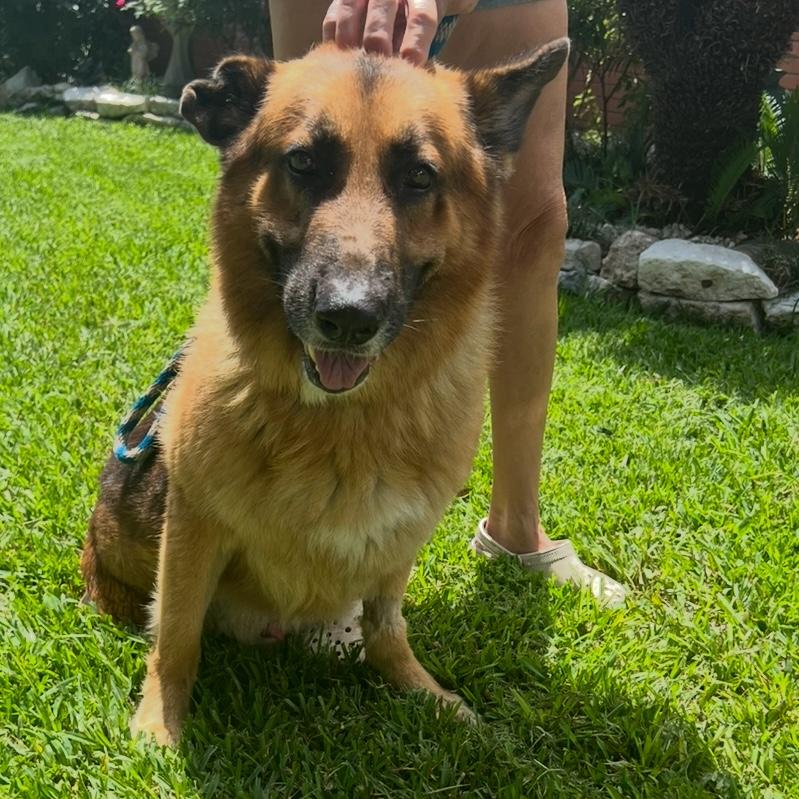 Raymond, Adult Male German Shepherd Dog
