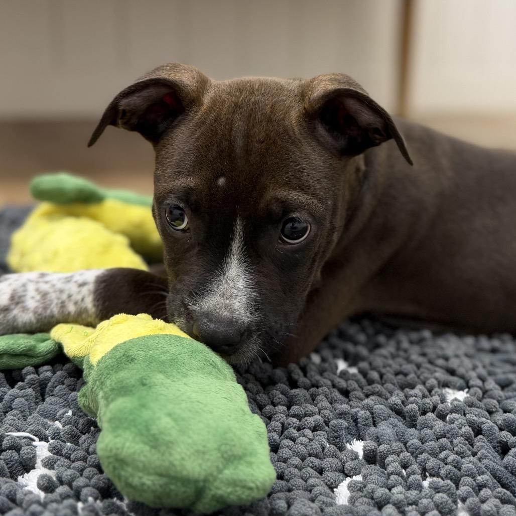 Squints, Adopted, Puppy Male Hound & Mixed Breed.
