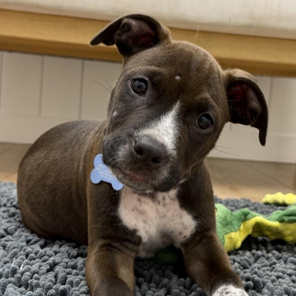 Enlarge Squints, a Adopted mixed breed in Chesapeake, VA image 2/3