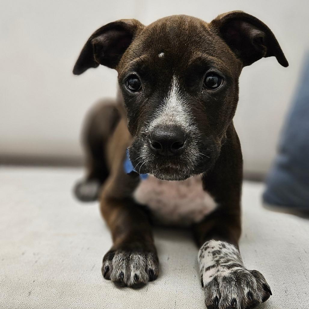 Enlarge Squints, a Adopted mixed breed in Chesapeake, VA image 3/3