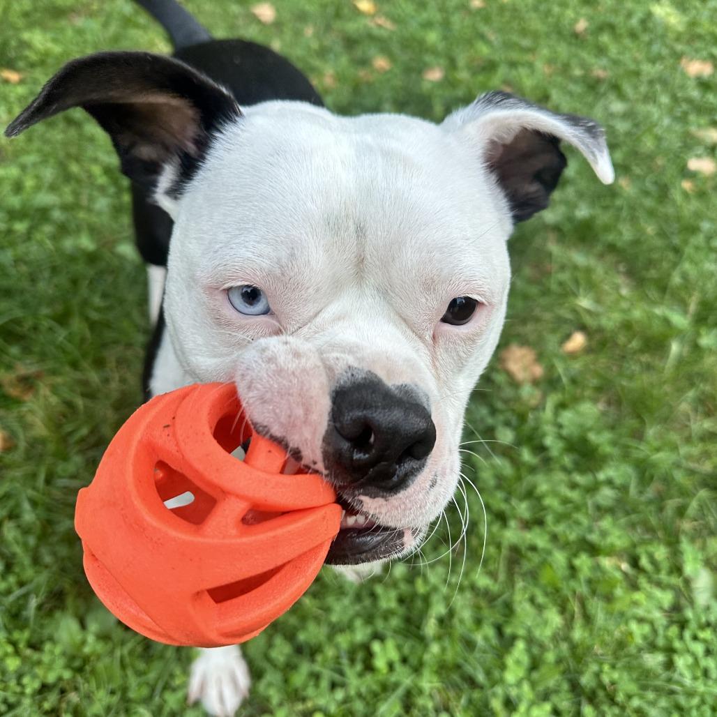 Enlarge Hayes, a Adoptable Pit Bull Terrier in Indianapolis, IN image 1/6