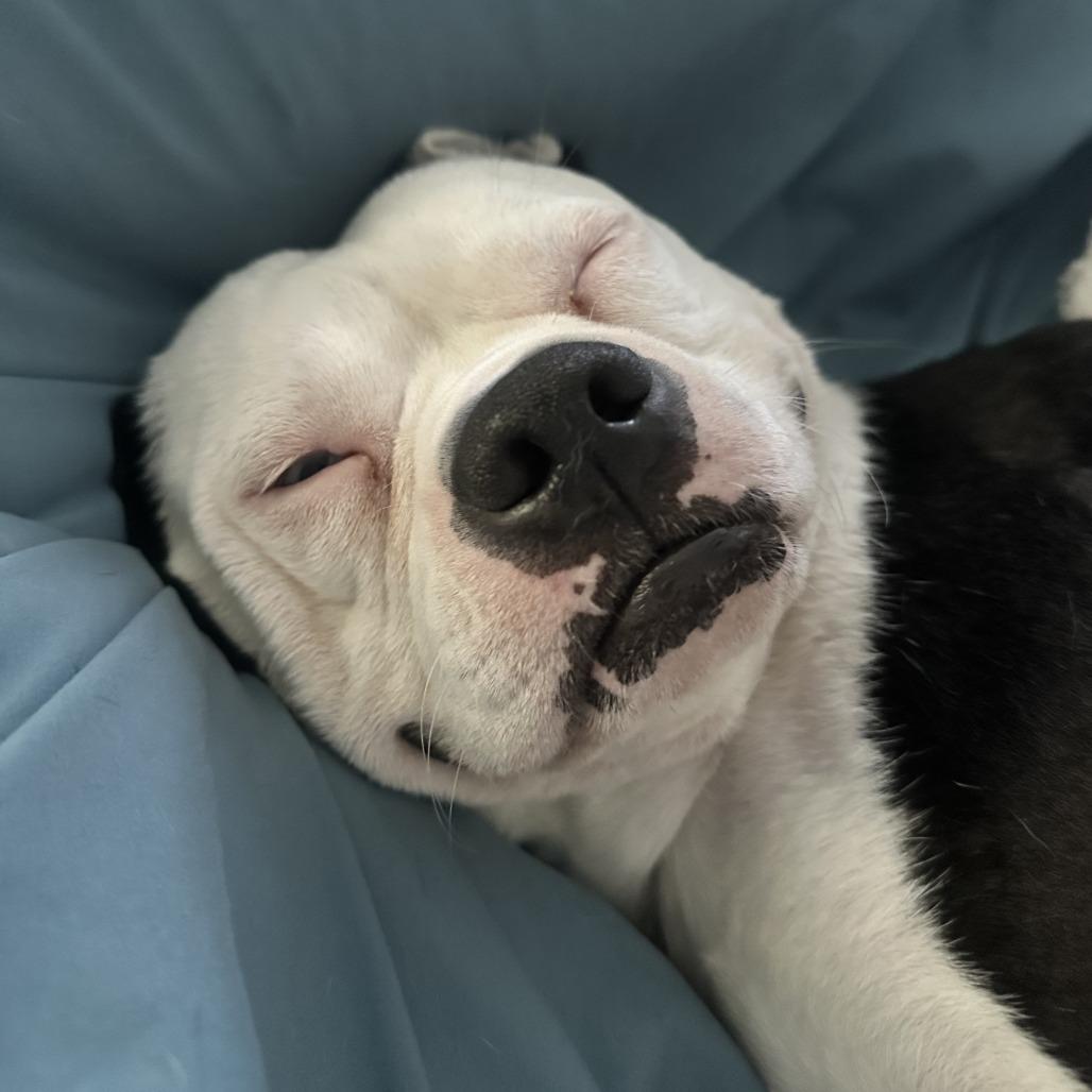 Enlarge Hayes, a Adoptable Pit Bull Terrier in Indianapolis, IN image 2/6