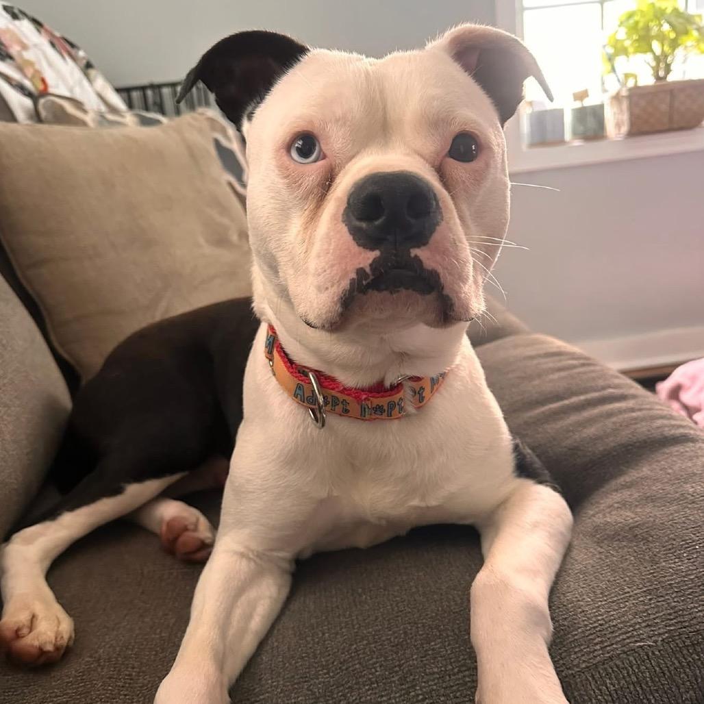 Enlarge Hayes, a Adoptable Pit Bull Terrier in Indianapolis, IN image 3/6