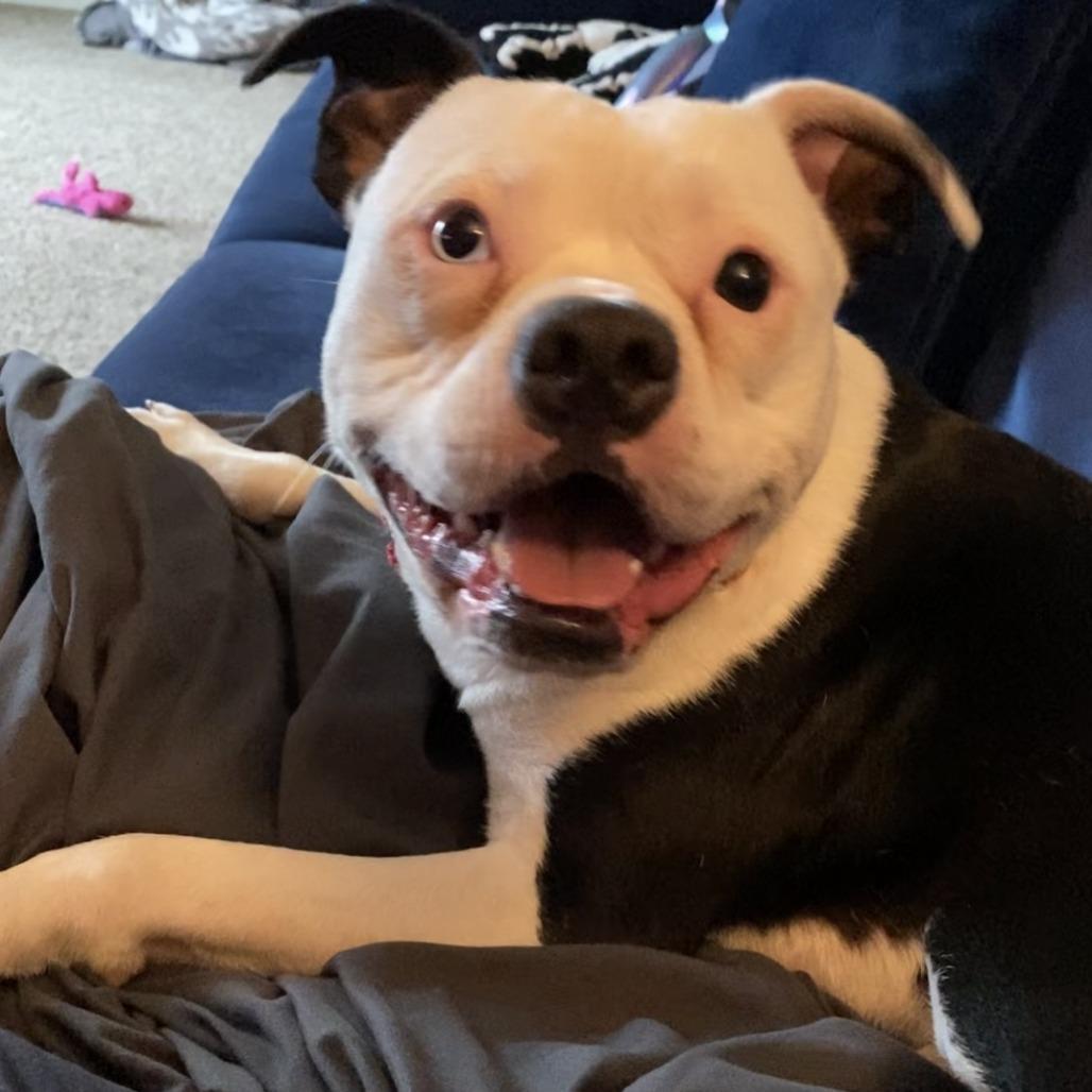 Enlarge Hayes, a Adoptable Pit Bull Terrier in Indianapolis, IN image 4/6