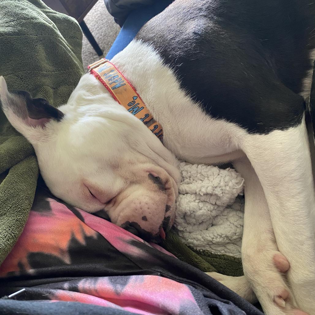 Enlarge Hayes, a Adoptable Pit Bull Terrier in Indianapolis, IN image 5/6
