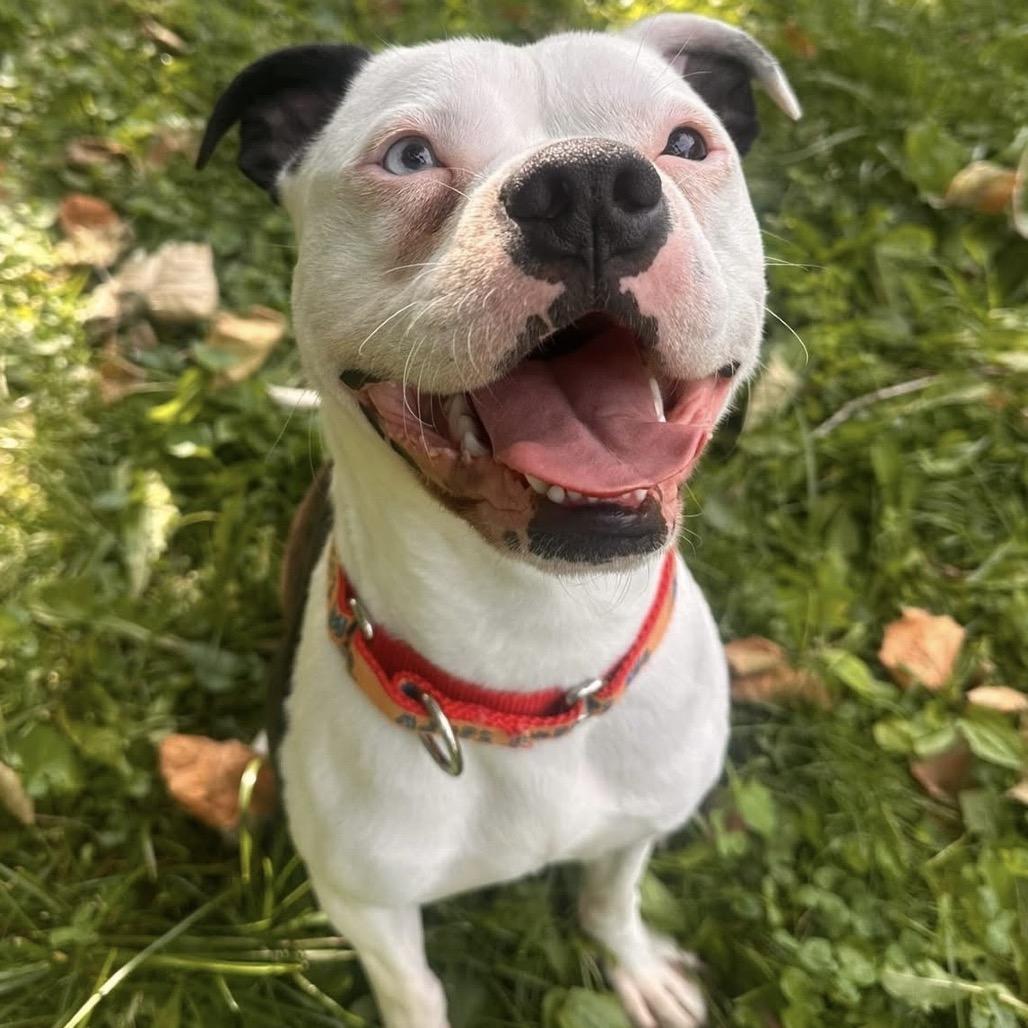 Enlarge Hayes, a Adoptable Pit Bull Terrier in Indianapolis, IN image 6/6