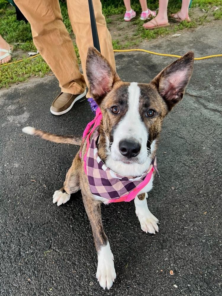 Paisley, Adoptable, Young Female Cattle Dog & Shepherd.