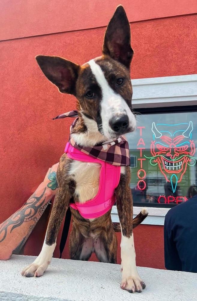 Paisley, a Adoptable mixed breed in Frankfort, NY image 2/6