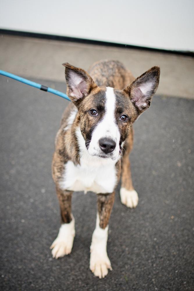 Paisley, a Adoptable mixed breed in Frankfort, NY image 3/6