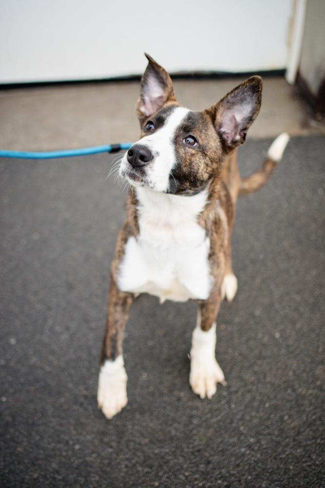 Paisley, a Adoptable mixed breed in Frankfort, NY image 4/6