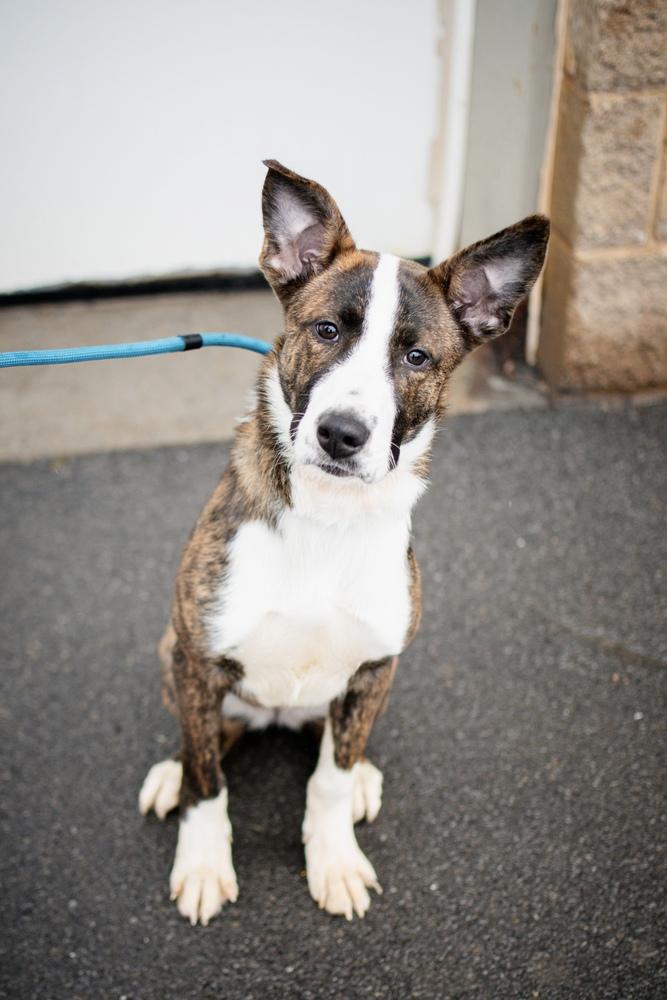 Paisley, a Adoptable mixed breed in Frankfort, NY image 6/6
