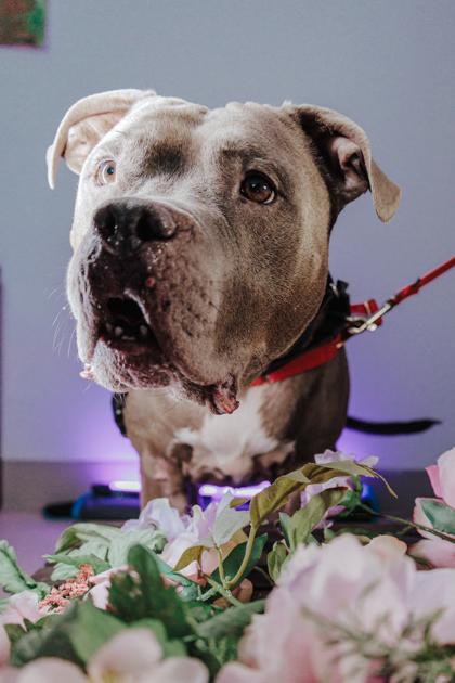 Donnie, a Adoptable mixed breed in Elmira, NY image 1/3