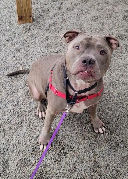 Enlarge Donnie, a Adoptable mixed breed in Elmira, NY image 1/3