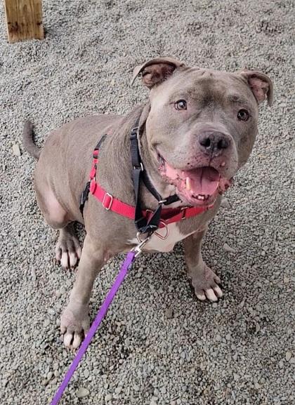 Enlarge Donnie, a Adoptable mixed breed in Elmira, NY image 2/3