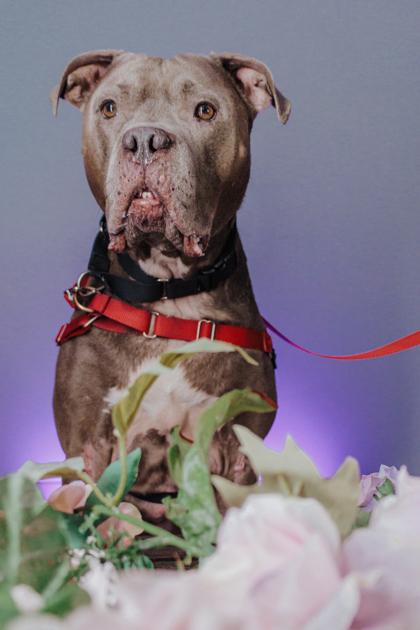 Donnie, a Adoptable mixed breed in Elmira, NY image 2/3