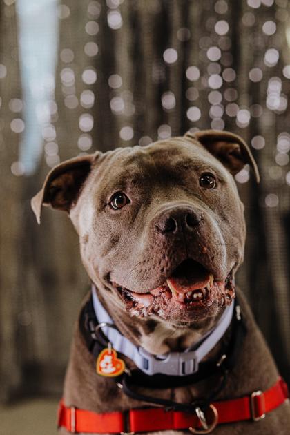 Donnie, a Adoptable mixed breed in Elmira, NY image 2/3