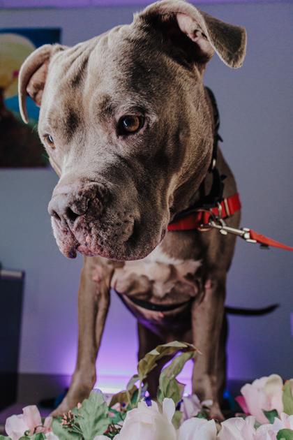 Donnie, a Adoptable mixed breed in Elmira, NY image 3/3