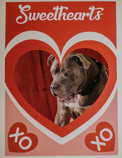 Donnie, a Adoptable mixed breed in Elmira, NY image 3/3