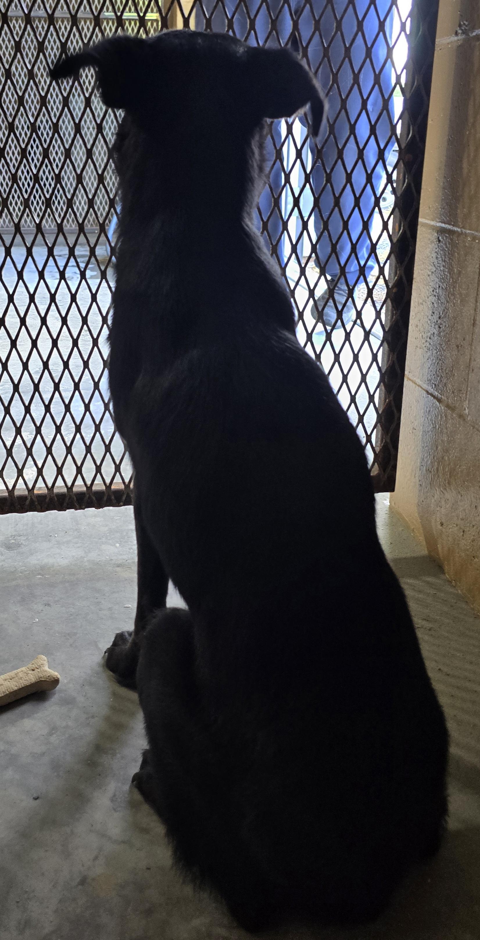 Enlarge Petunia, a Adoptable Mixed Breed in McCrory, AR image 1/2