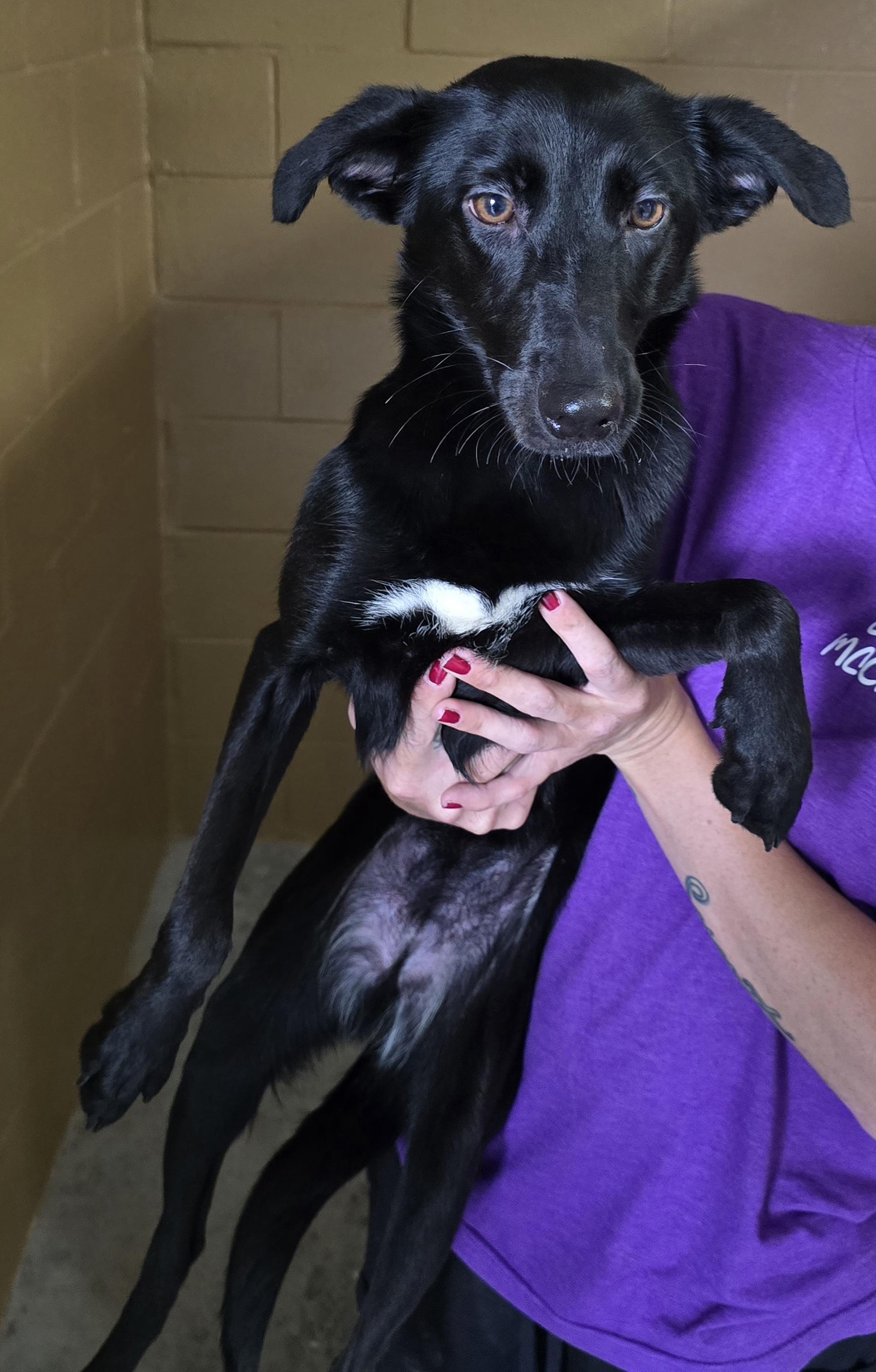 Petunia, Adoptable, Young Female Mixed Breed.