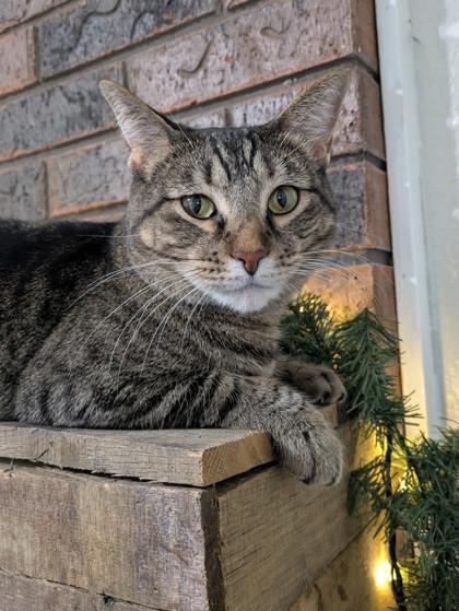 Enlarge Momo 51438, an adoptable Domestic Short Hair in Oklahoma City, OK image 1/1
