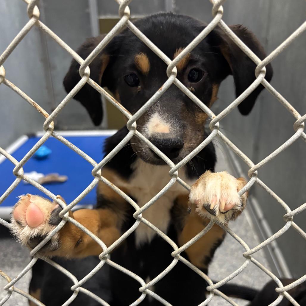 Enlarge Bernadette, a Adoptable Mixed Breed in Roxboro, NC image 1/6
