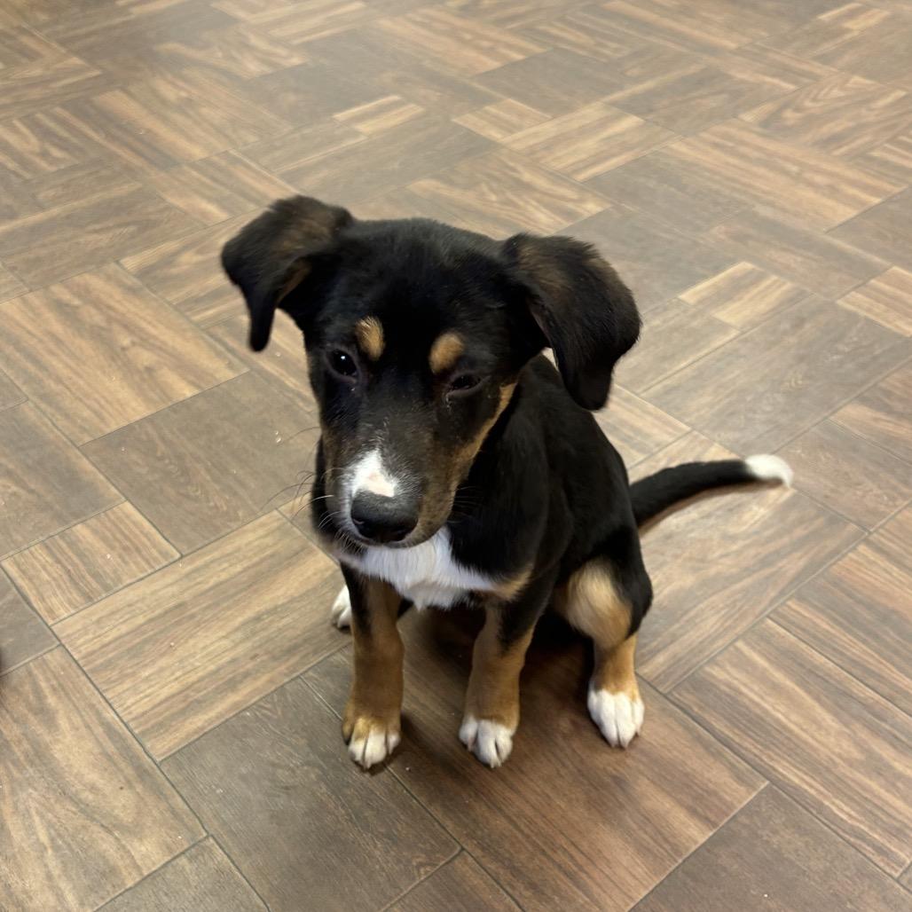 Enlarge Bernadette, a Adoptable Mixed Breed in Roxboro, NC image 2/6