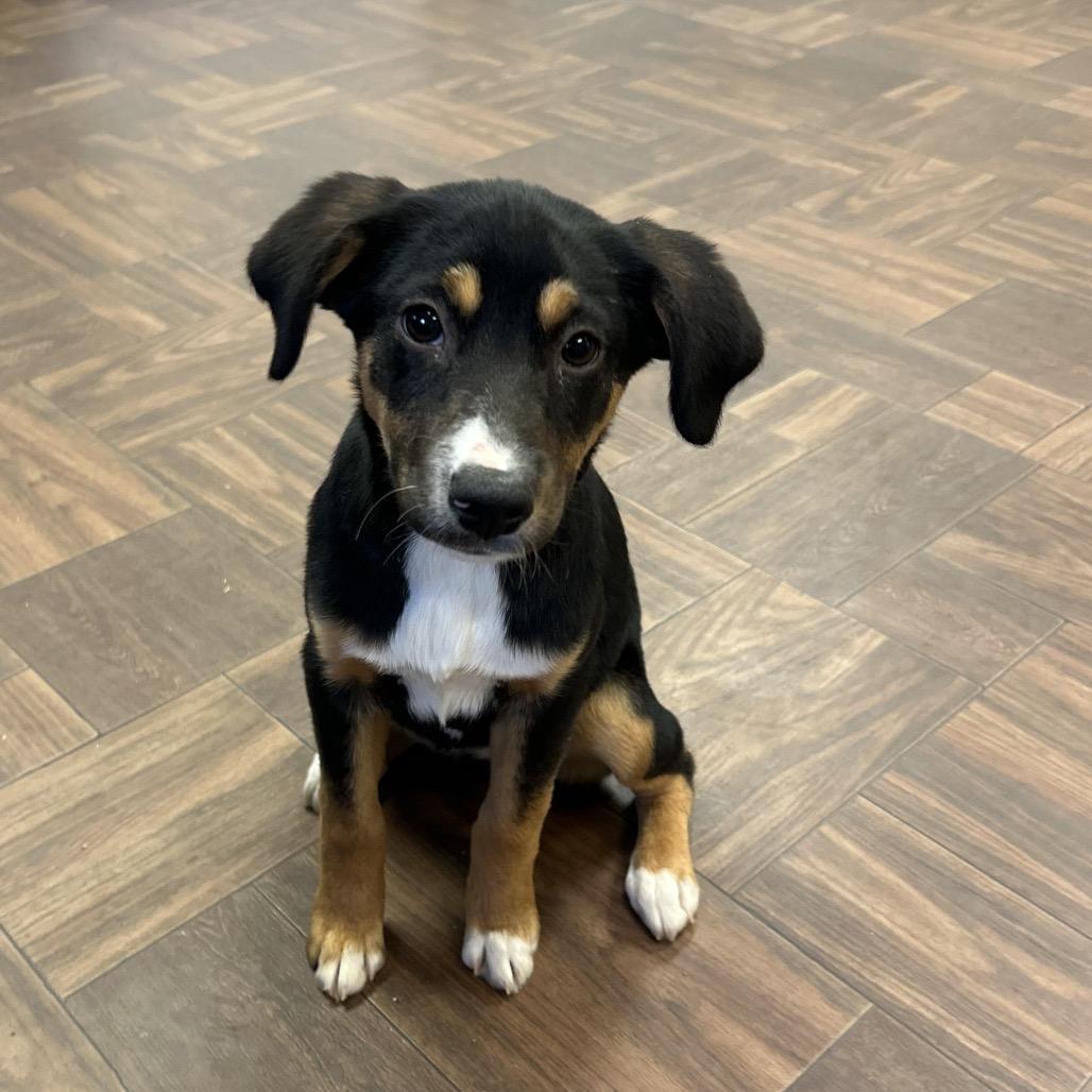 Enlarge Bernadette, a Adoptable Mixed Breed in Roxboro, NC image 3/6