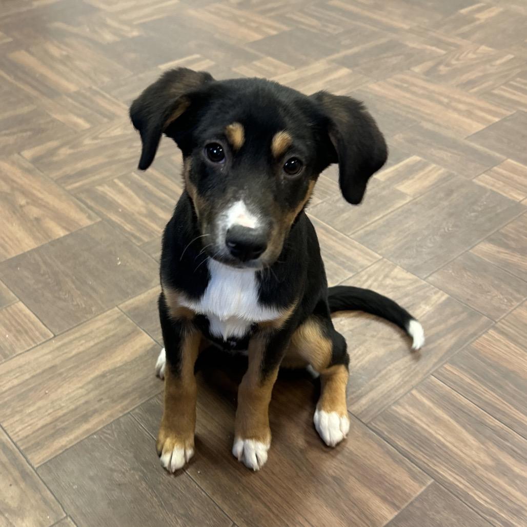 Enlarge Bernadette, a Adoptable Mixed Breed in Roxboro, NC image 4/6