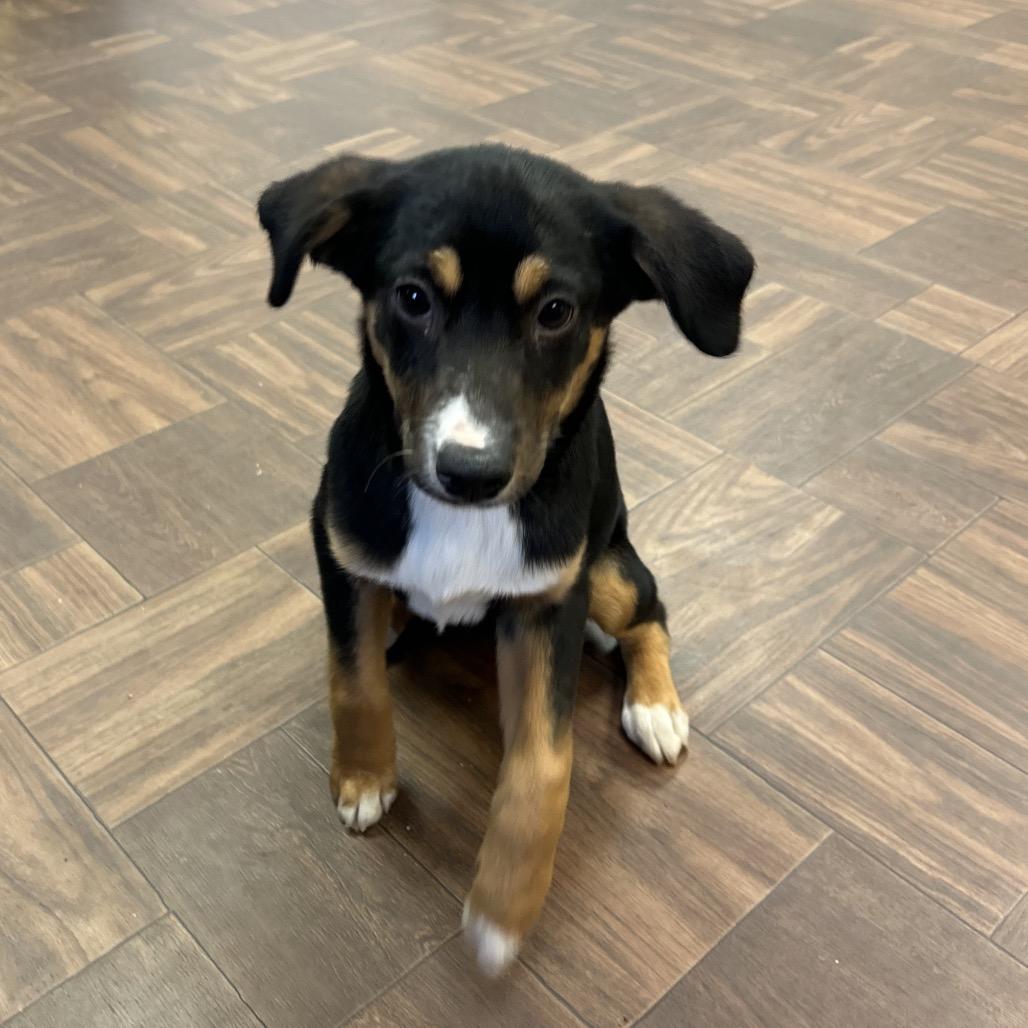 Enlarge Bernadette, a Adoptable Mixed Breed in Roxboro, NC image 5/6