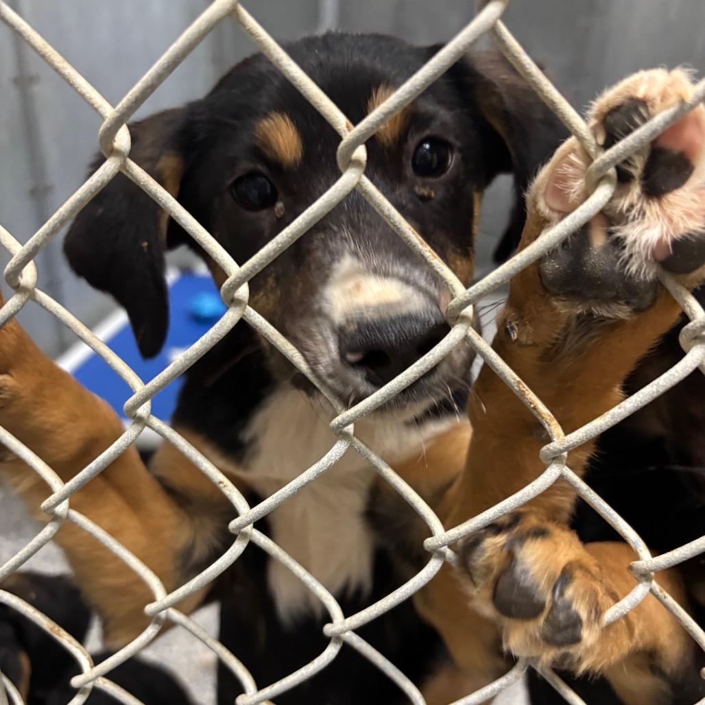 Enlarge Bernadette, a Adoptable Mixed Breed in Roxboro, NC image 6/6