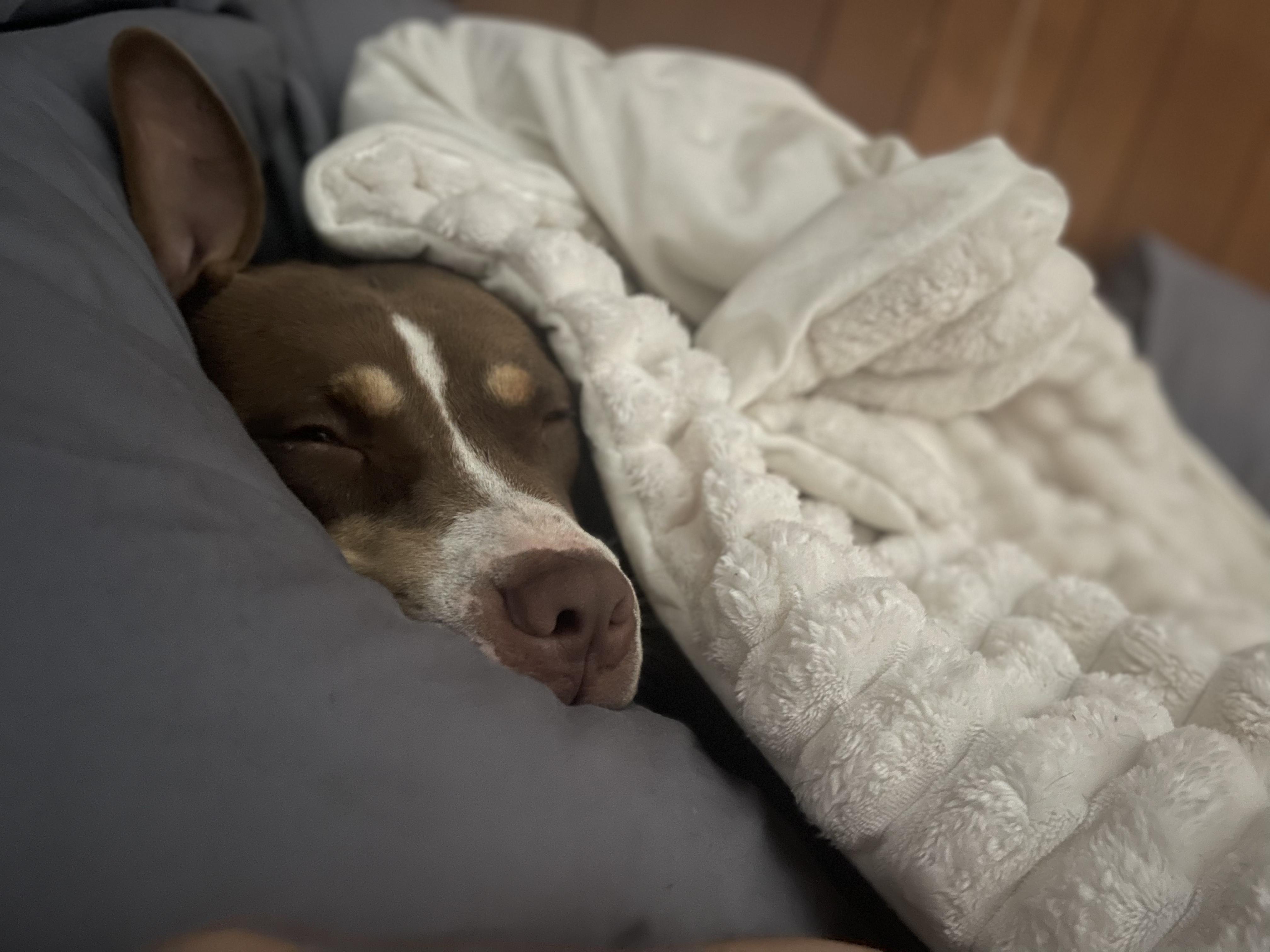 Crosby, a Adoptable mixed breed in Poughkeepsie, NY image 6/6