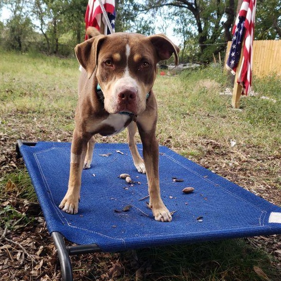 Crosby, a Adoptable mixed breed in Poughkeepsie, NY image 5/6
