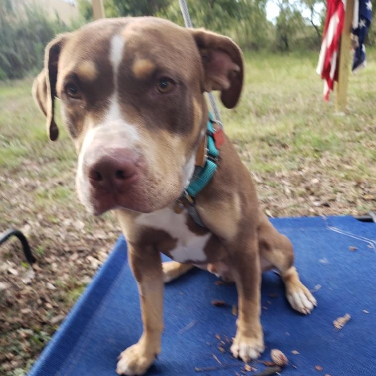 Crosby, a Adoptable mixed breed in Poughkeepsie, NY image 4/6