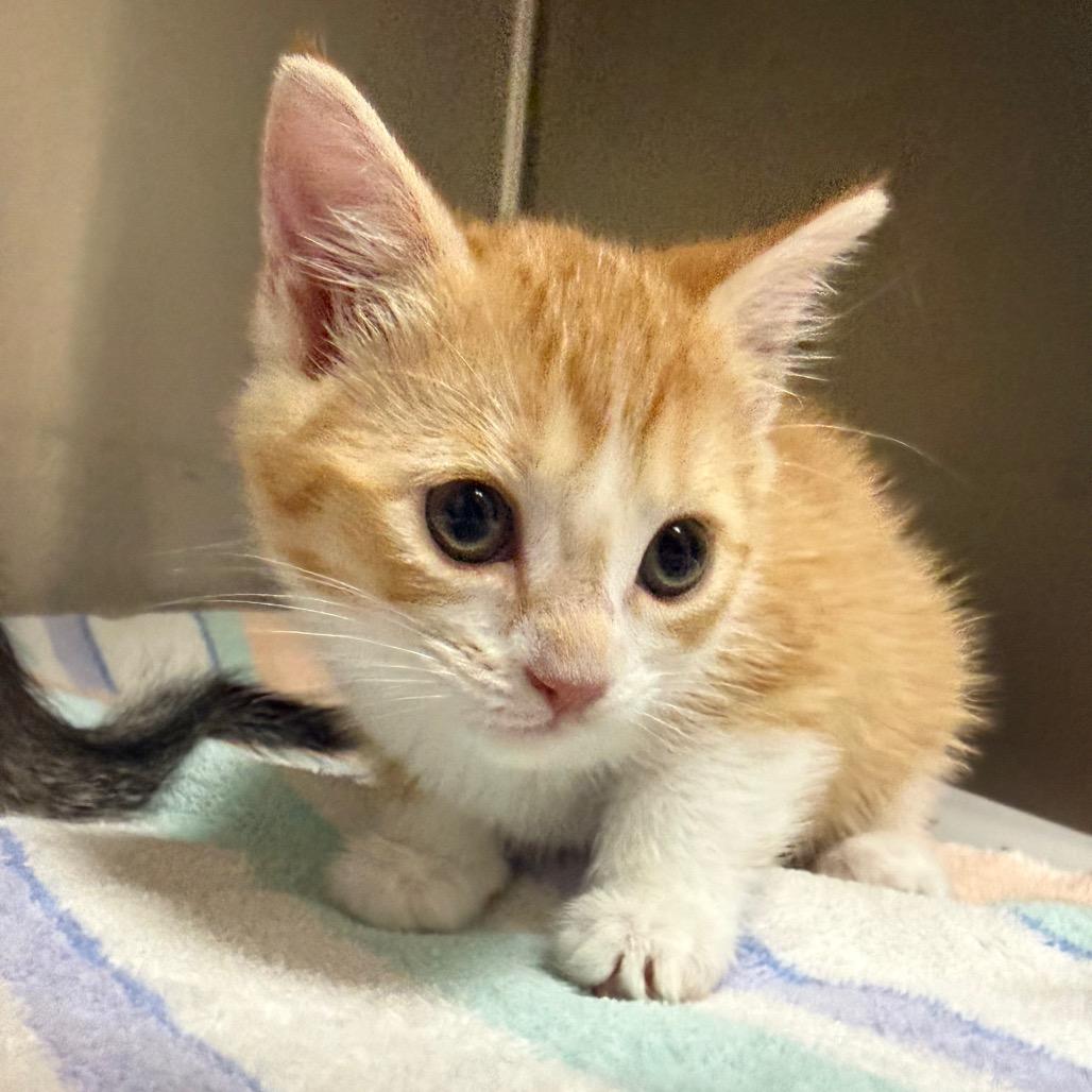 Toast, Adoptable, Kitten Female Domestic Short Hair.