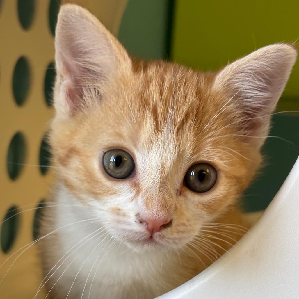 Enlarge Toast, a Adoptable Domestic Short Hair in Roxboro, NC image 2/3