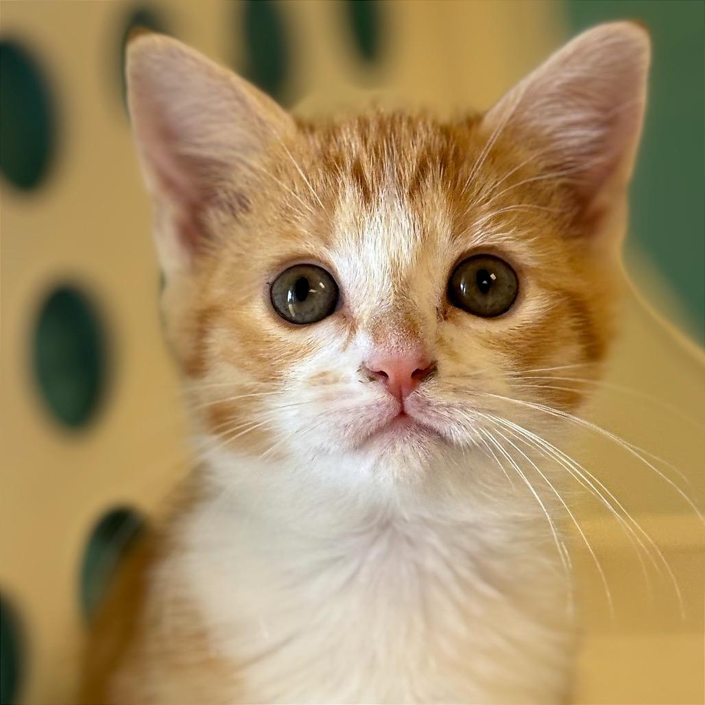 Enlarge Toast, a Adoptable Domestic Short Hair in Roxboro, NC image 3/3