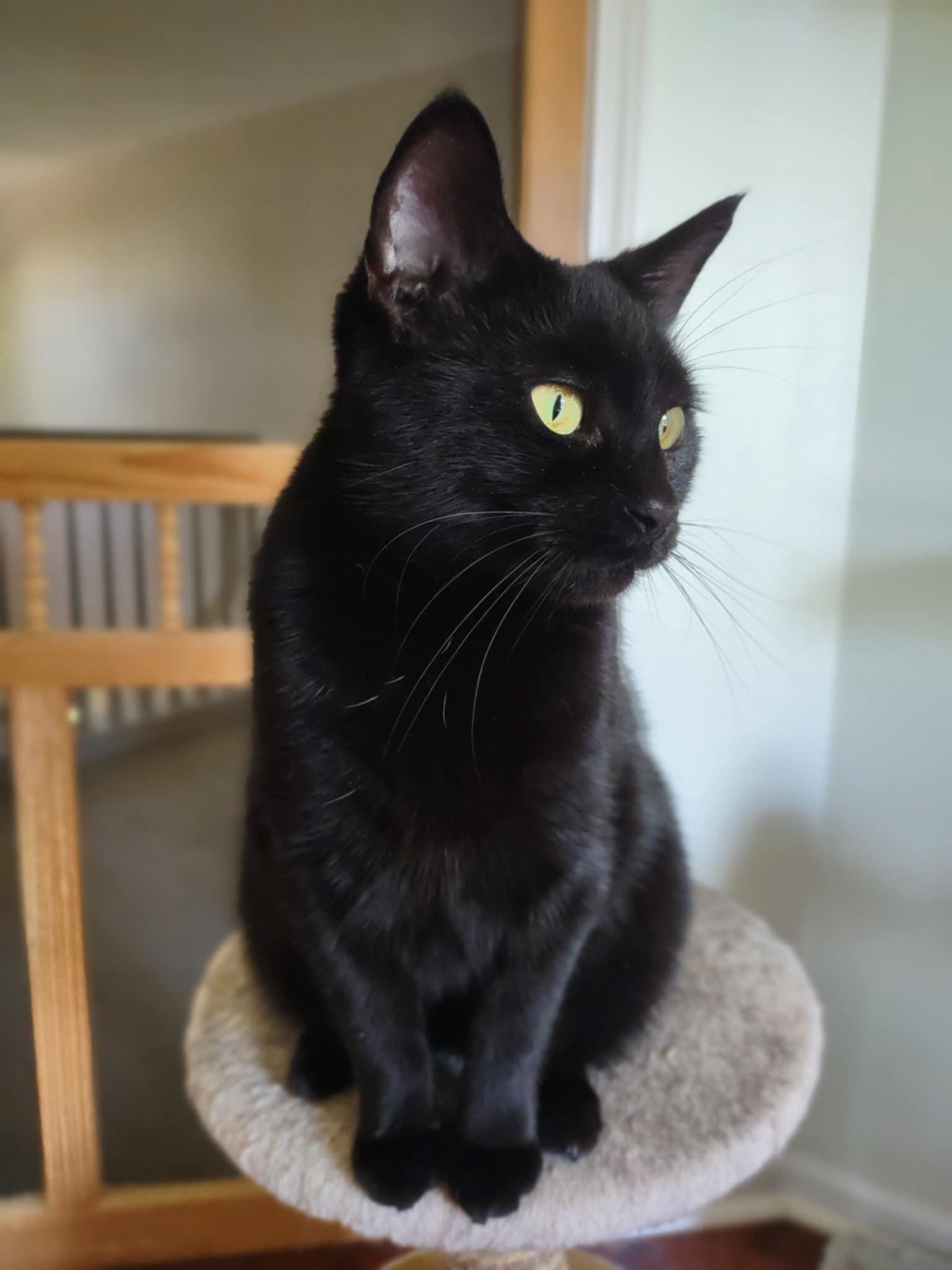 Mama, Adoptable, Young Female Domestic Short Hair.