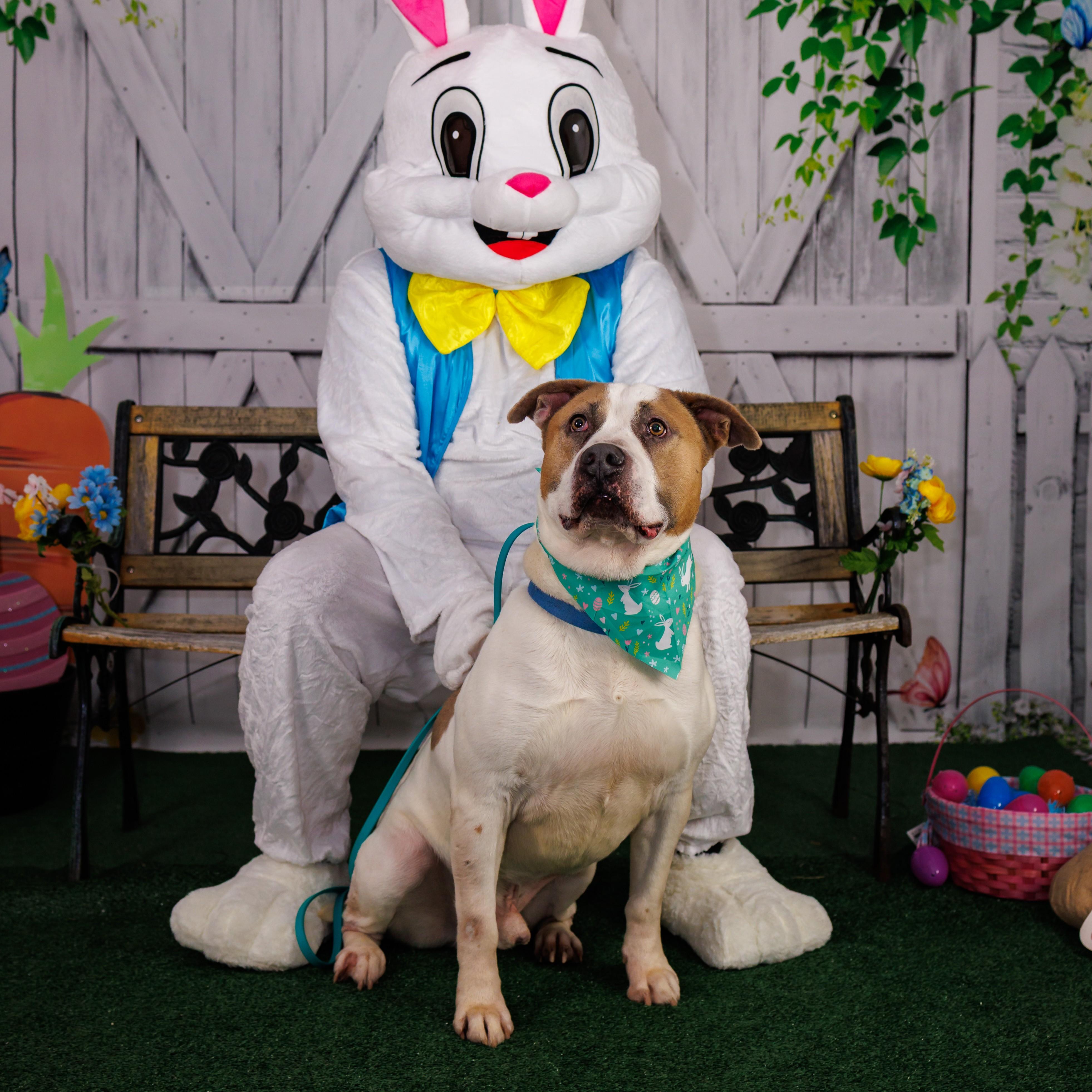 Captain *SPONSORED*, ADOPTABLE, Adult Male Mixed Breed.