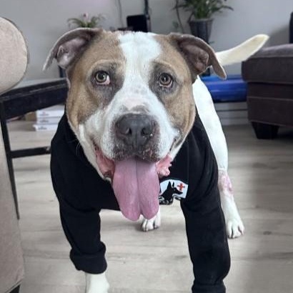 Enlarge Captain *SPONSORED*, a ADOPTABLE mixed breed in Traverse City, MI image 2/6