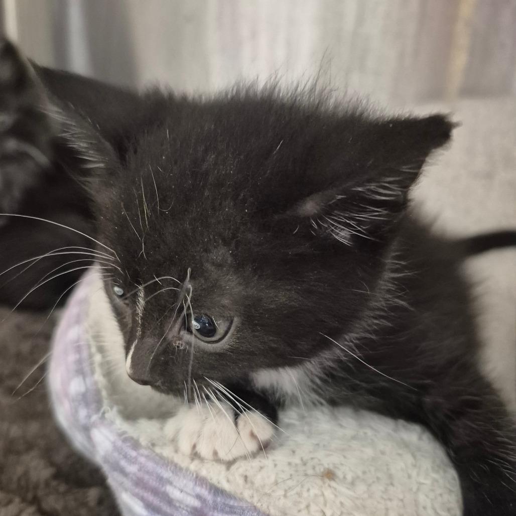 Adele, Adoptable, Kitten Female Domestic Long Hair.