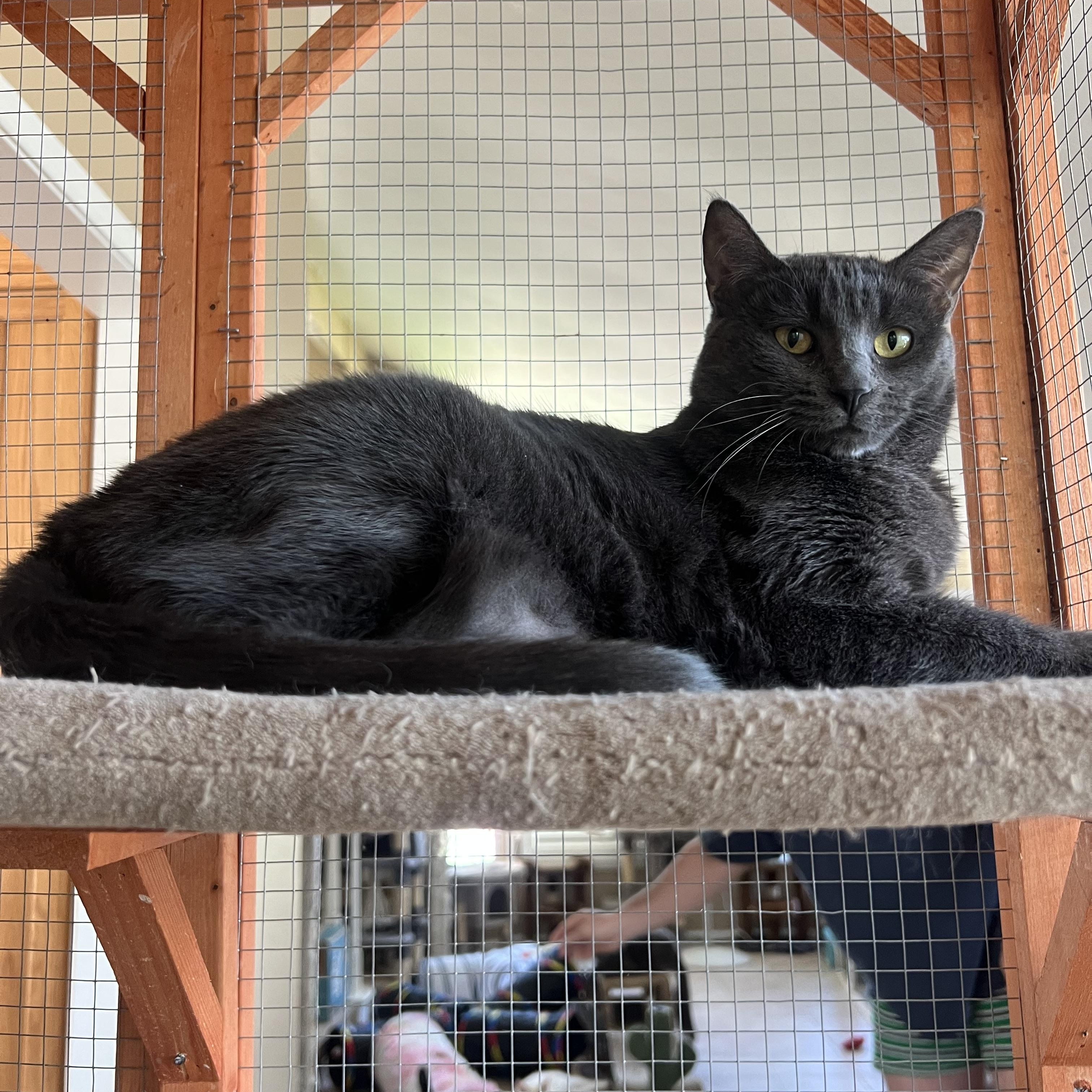 Portia LA, a Adoptable Russian Blue in Glendora, CA image 5/5