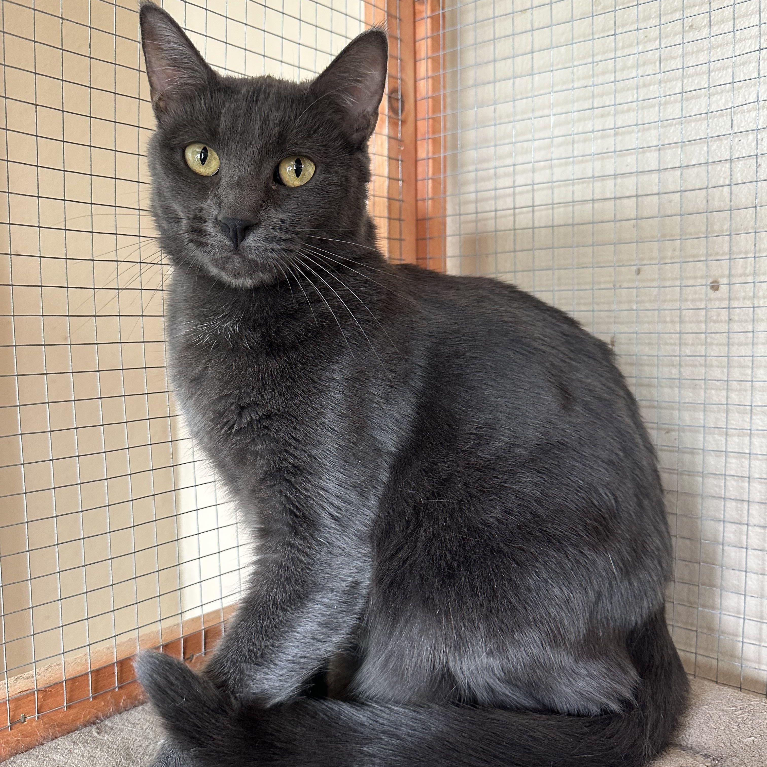 Portia LA, a Adoptable Russian Blue in Glendora, CA image 1/5