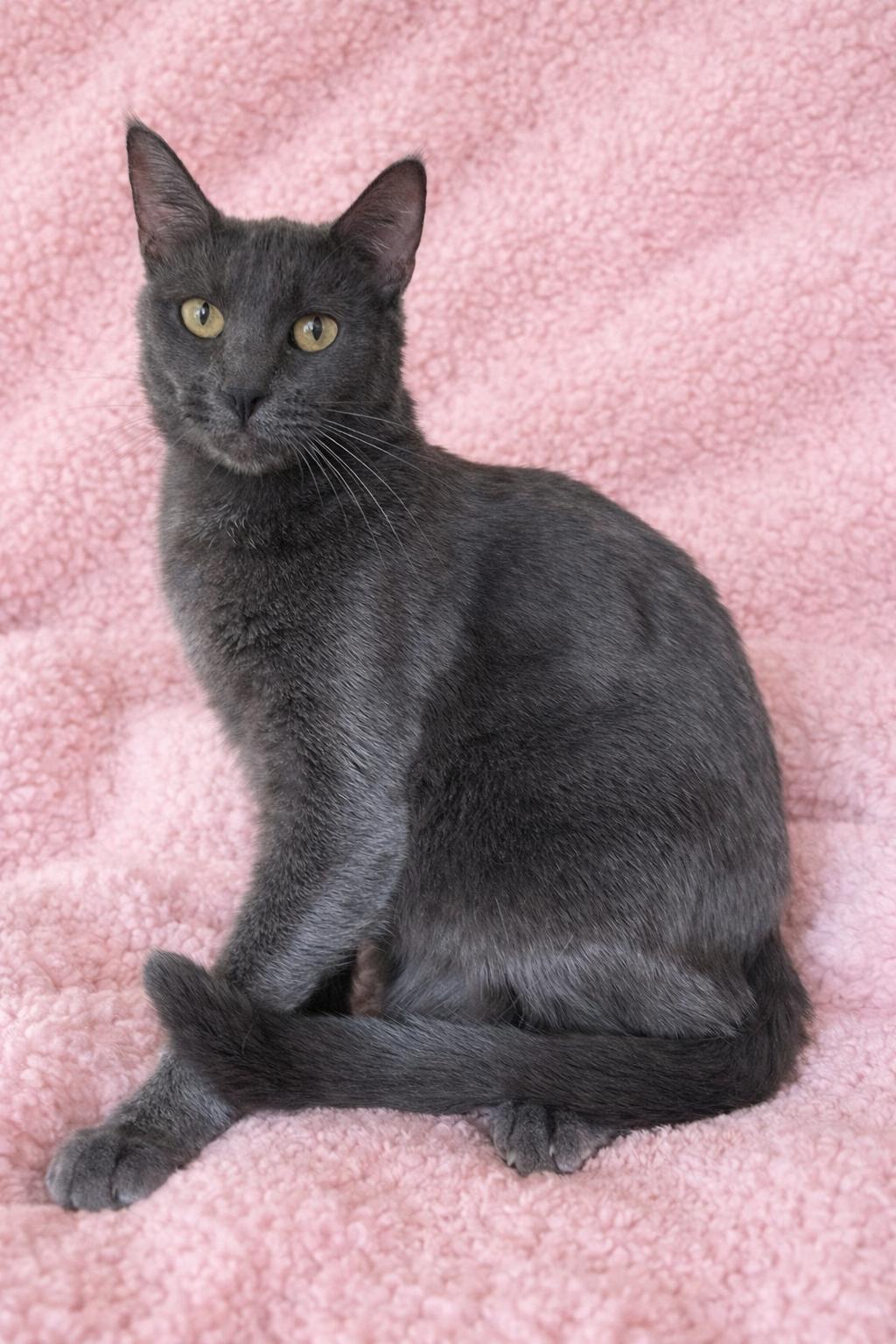 Portia LA, Adoptable, Young Female Russian Blue.