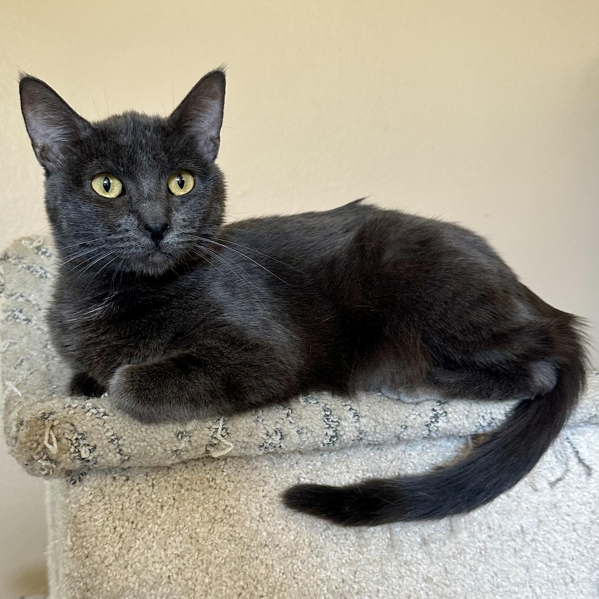 Portia LA, a Adoptable Russian Blue in Glendora, CA image 2/5