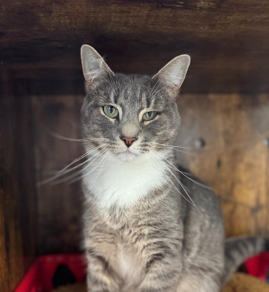 Yam, Adoptable, Adult Male Domestic Short Hair.