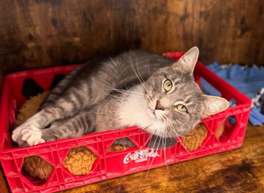 Yam, a Adoptable mixed breed in Cumberland, ME image 2/6