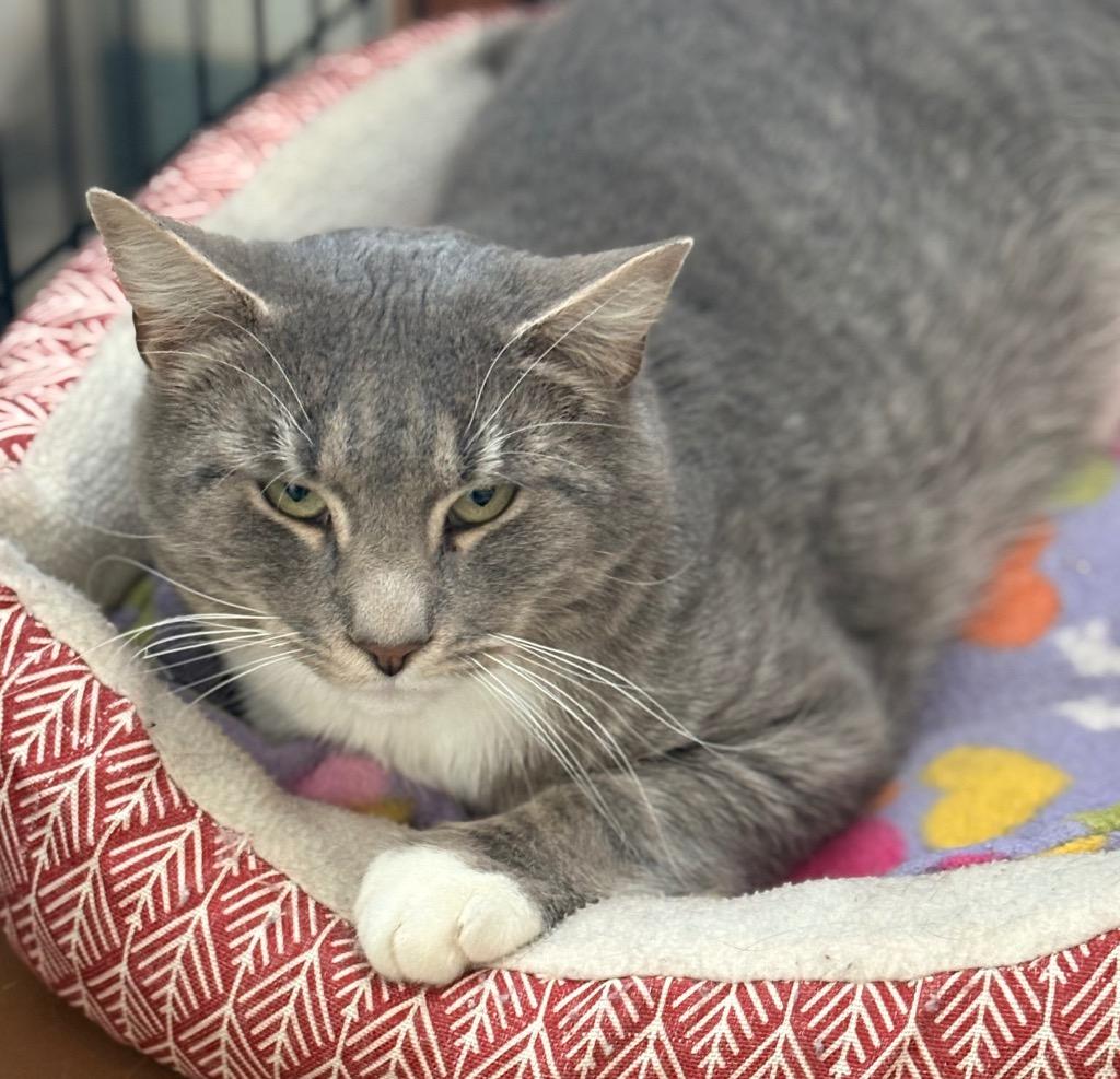 Yam, a Adoptable mixed breed in Cumberland, ME image 4/6
