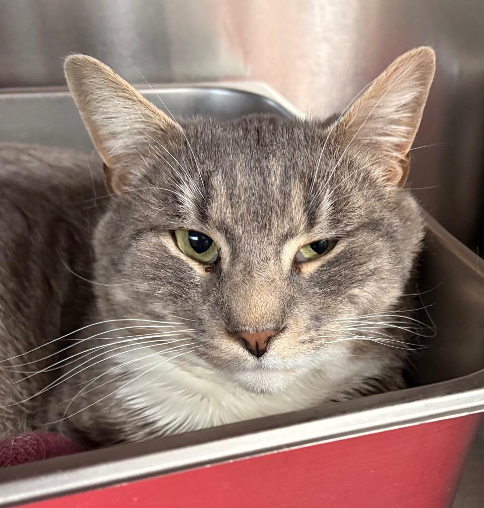 Yam, a Adoptable mixed breed in Cumberland, ME image 6/6