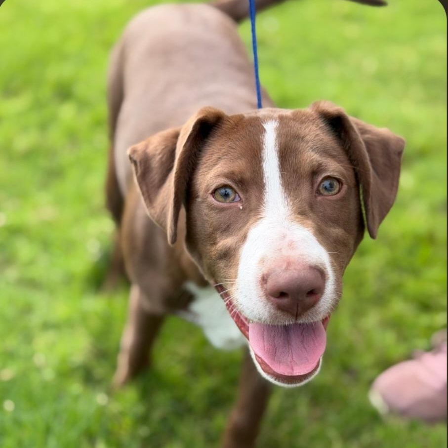 Reese, ADOPTABLE, Puppy Female Labrador Retriever & Hound.